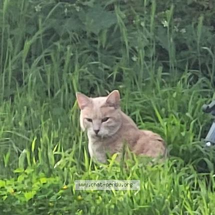 Photo 1/1 Chat retrouvé Trouvé à 17300 Rochefort
