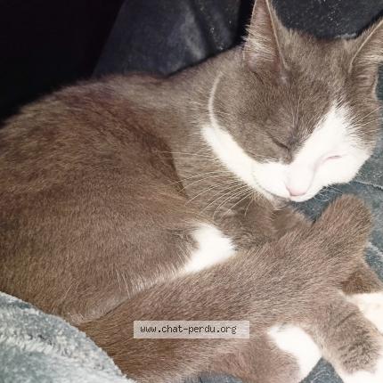 Photo de chat perdu à Milizac Guipronvel