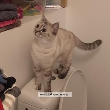 Photo de chat perdu à Le Havre