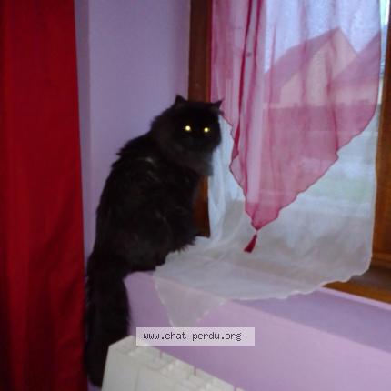 Photo de chat perdu à Tredias