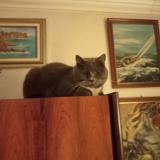 Photo de chat perdu à Marseille