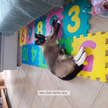 Photo 1/1 Chat retrouvé Perdu à Mordelles