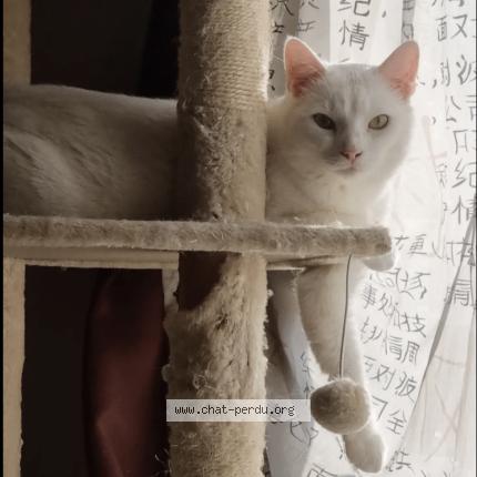 Photo 1/1 Chat retrouvé Perdu à Maurepas