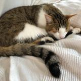 Photo de chat perdu à Maurepas