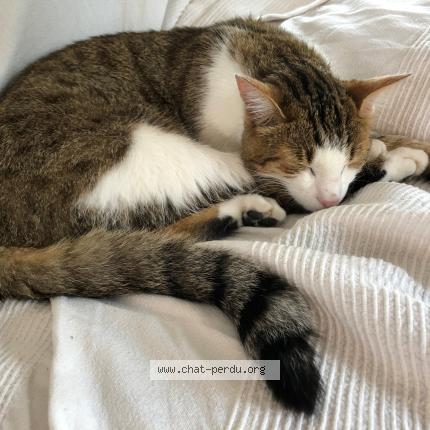 Photo 1/1 Chat retrouvé Perdu à Maurepas