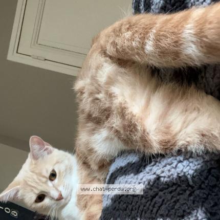 Photo 1/1 Chat retrouvé Perdu à Tours