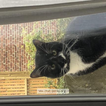 Photo 1/1 Chat retrouvé Trouvé à Marcq En Baroeul