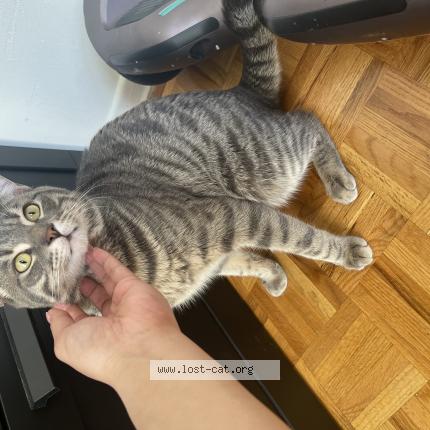 Photo 1/1 Chat retrouvé Perdu à Brampton