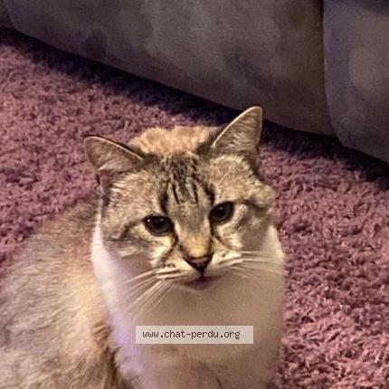 Photo 1/1 Chat retrouvé Perdu à 78680 epone