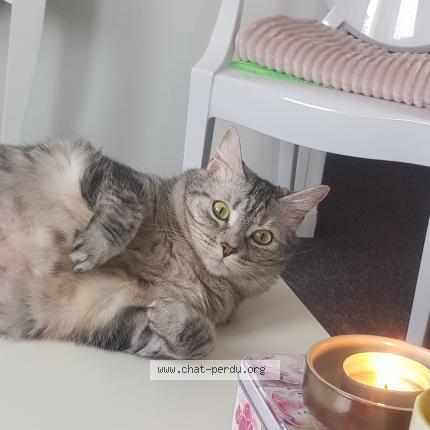 Photo de chat perdu à Villeneuve La Garenne