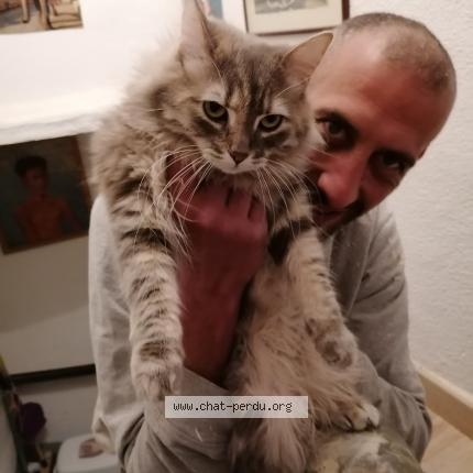 Photo de chat perdu à Saint Andre De Sangonis