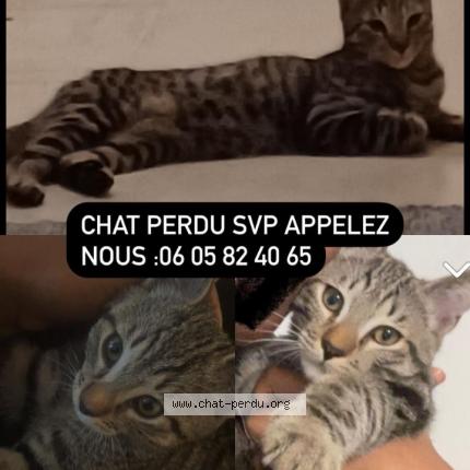 Photo de chat perdu à Bordeaux
