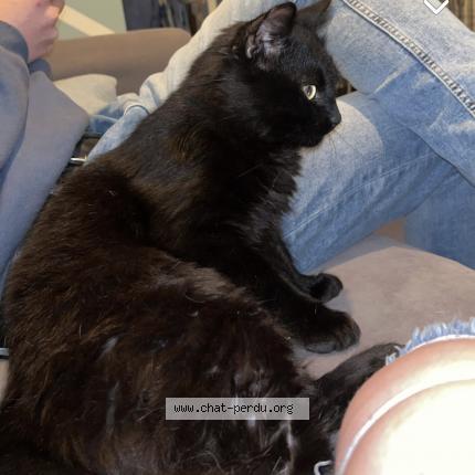 Photo 1/1 Chat retrouvé Perdu à Amiens