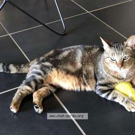 Photo de chat perdu à Leguevin