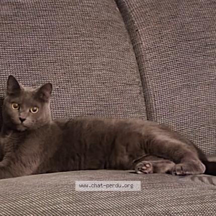 Photo 2/2 Chat retrouvé Perdu à Tournai