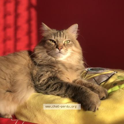 Photo 1/1 Chat retrouvé Perdu à Choisy Le Roi