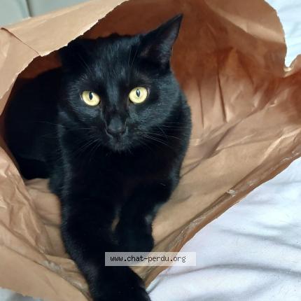 Photo 1/1 Chat retrouvé Perdu à Villiers Sur Marne