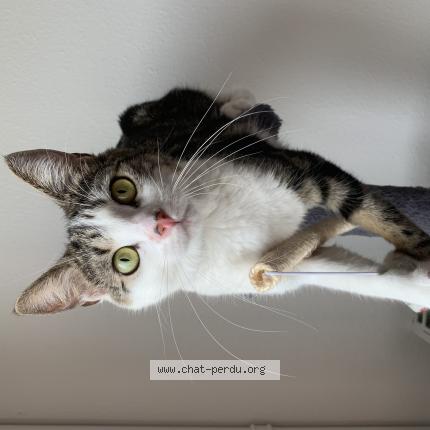 Photo de chat perdu à Charentilly