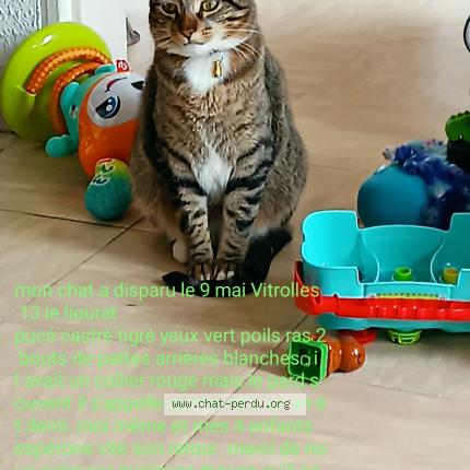 Photo 1/1 Chat retrouvé Perdu à Vitrolles