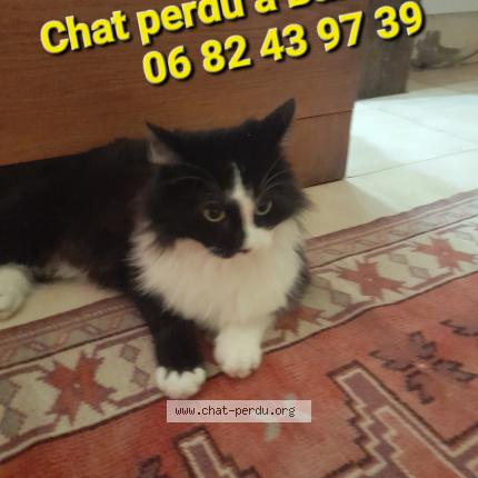 Photo 1/1 Chat retrouvé Perdu à Barlieu