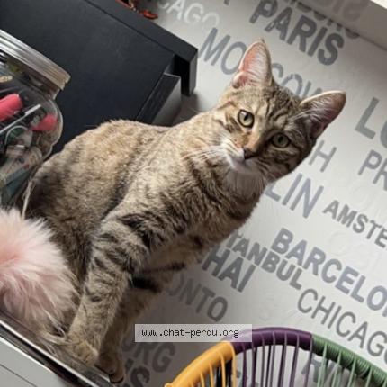 Photo de chat perdu à Caen