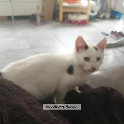 Photo 1/1 Chat retrouvé Perdu à Vitry Sur Seine