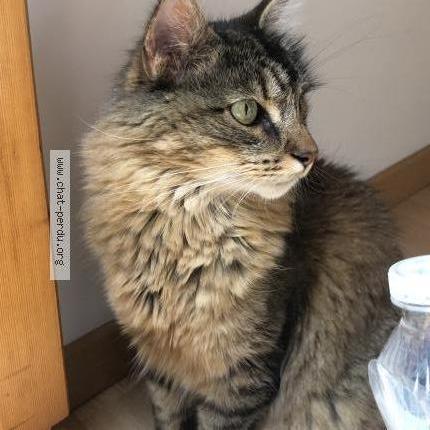 Photo 1/2 Chat retrouvé Perdu à Quimper