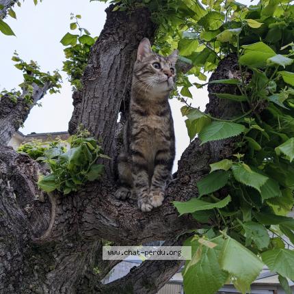 Photo 1/1 Chat retrouvé Perdu à Pau