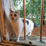 Photo de chat perdu à Carrieres Sur Seine