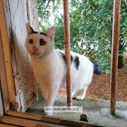 Photo 1/1 Chat retrouvé Perdu à Carrieres sur seine