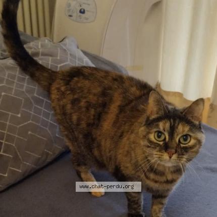 Photo 1/1 Chat retrouvé Perdu à Paris