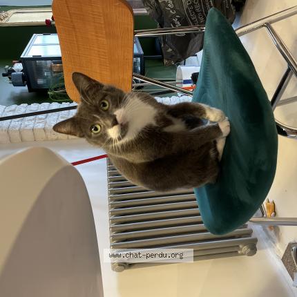 Photo de chat perdu à Lille