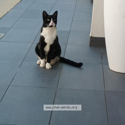 Photo de chat perdu à Mauguio