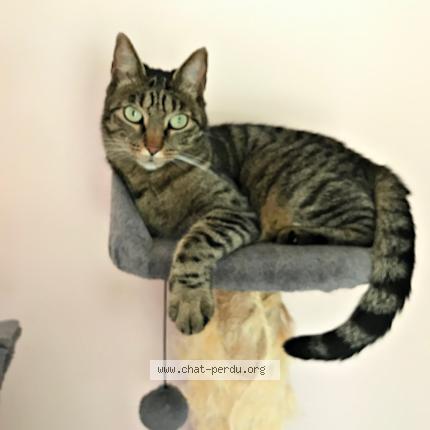 Photo 1/1 Chat retrouvé Perdu à St Germain Les Arpajon