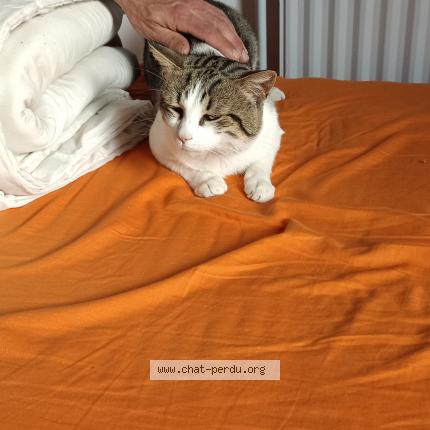 Photo 1/1 Chat retrouvé Perdu à Montpellier