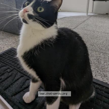 Photo 1/1 Chat retrouvé Perdu à Grenoble