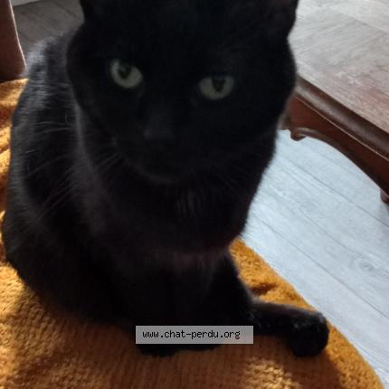 Photo de chat perdu à Montigny Les Metz