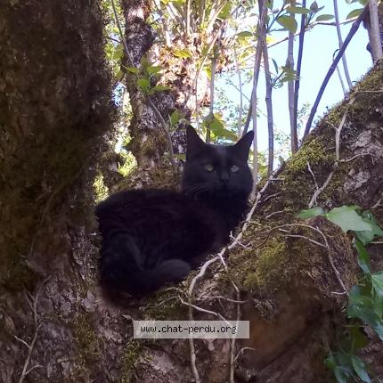 Photo 1/1 Chat retrouvé Perdu à Sarlat La Caneda