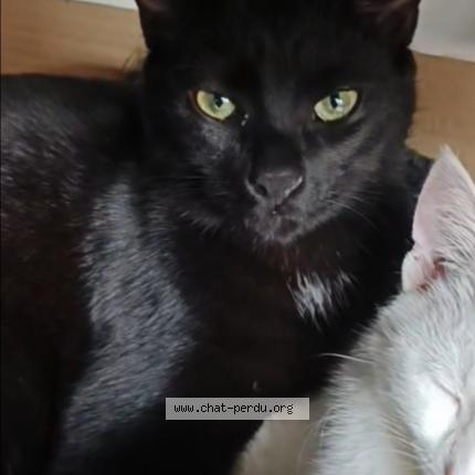 Photo 1/1 Chat retrouvé Perdu à Angers