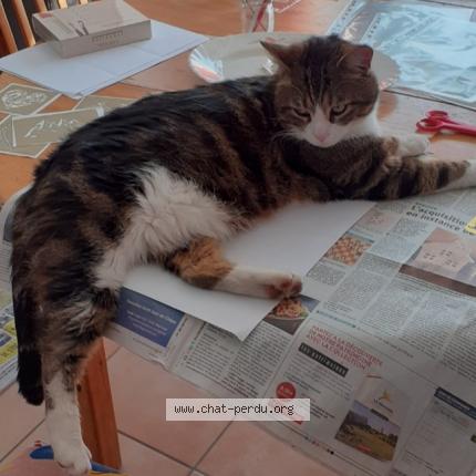 Photo de chat perdu à Fontaine