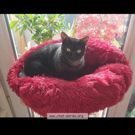 Photo de chat perdu à Toulouse