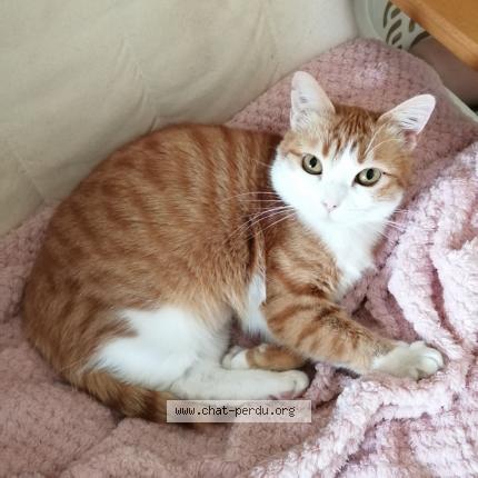 Photo 1/1 Chat retrouvé Perdu à Rambouillet