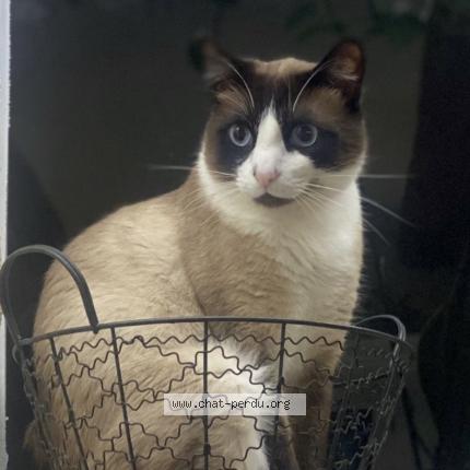 Photo de chat perdu à Lansargues