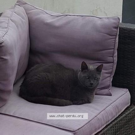 Photo 1/1 PATAPON Chat perdu à Lansargues