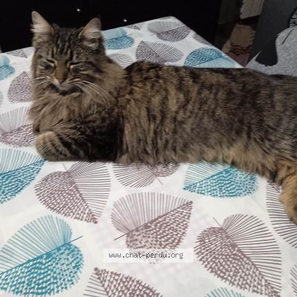 Photo 1/1 RUBY Chat perdu à Martigues