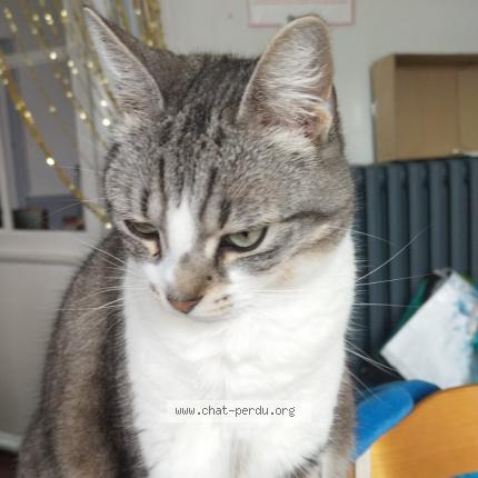 Photo de chat perdu à Angouleme