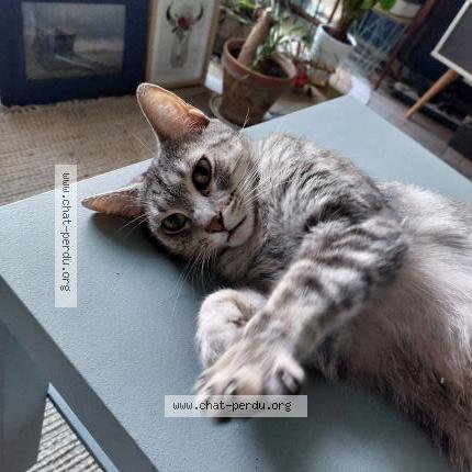 Photo 1/1 Tommy Chat perdu à Saulzais le potier