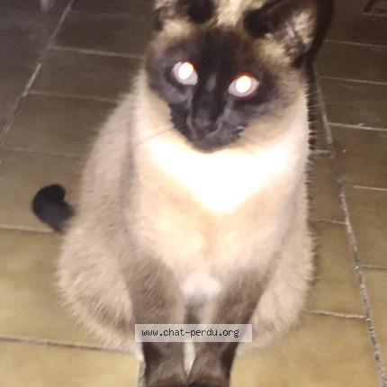 Photo de chat perdu à Henvic