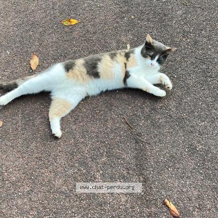 Photo 1/1 Chat retrouvé Perdu à Chatenet