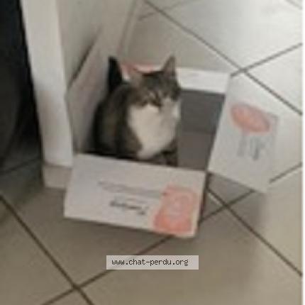 Photo 1/1 Chat retrouvé Perdu à Reims